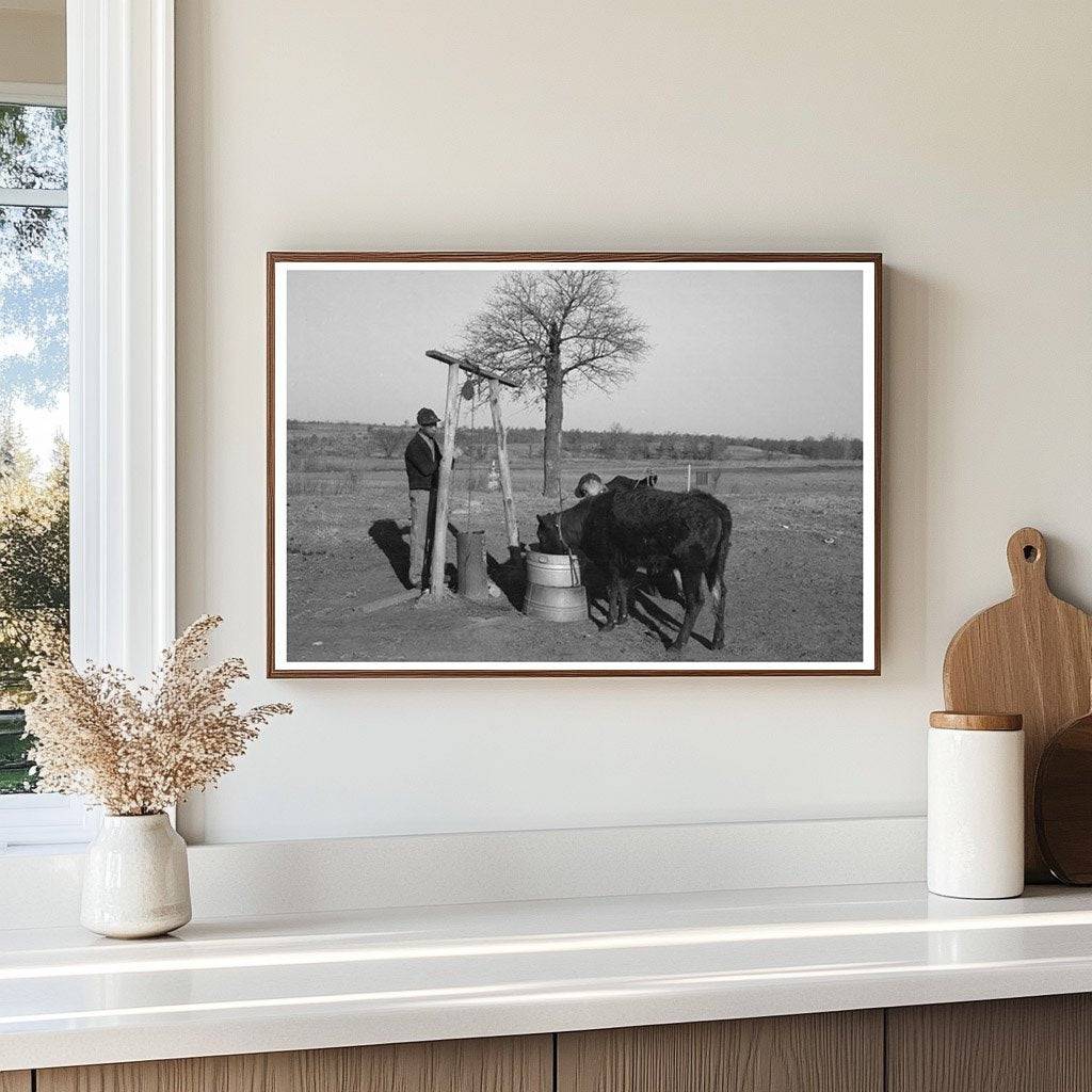 Tenant Farmer with Calf in Oklahoma February 1944