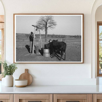 Tenant Farmer with Calf in Oklahoma February 1944