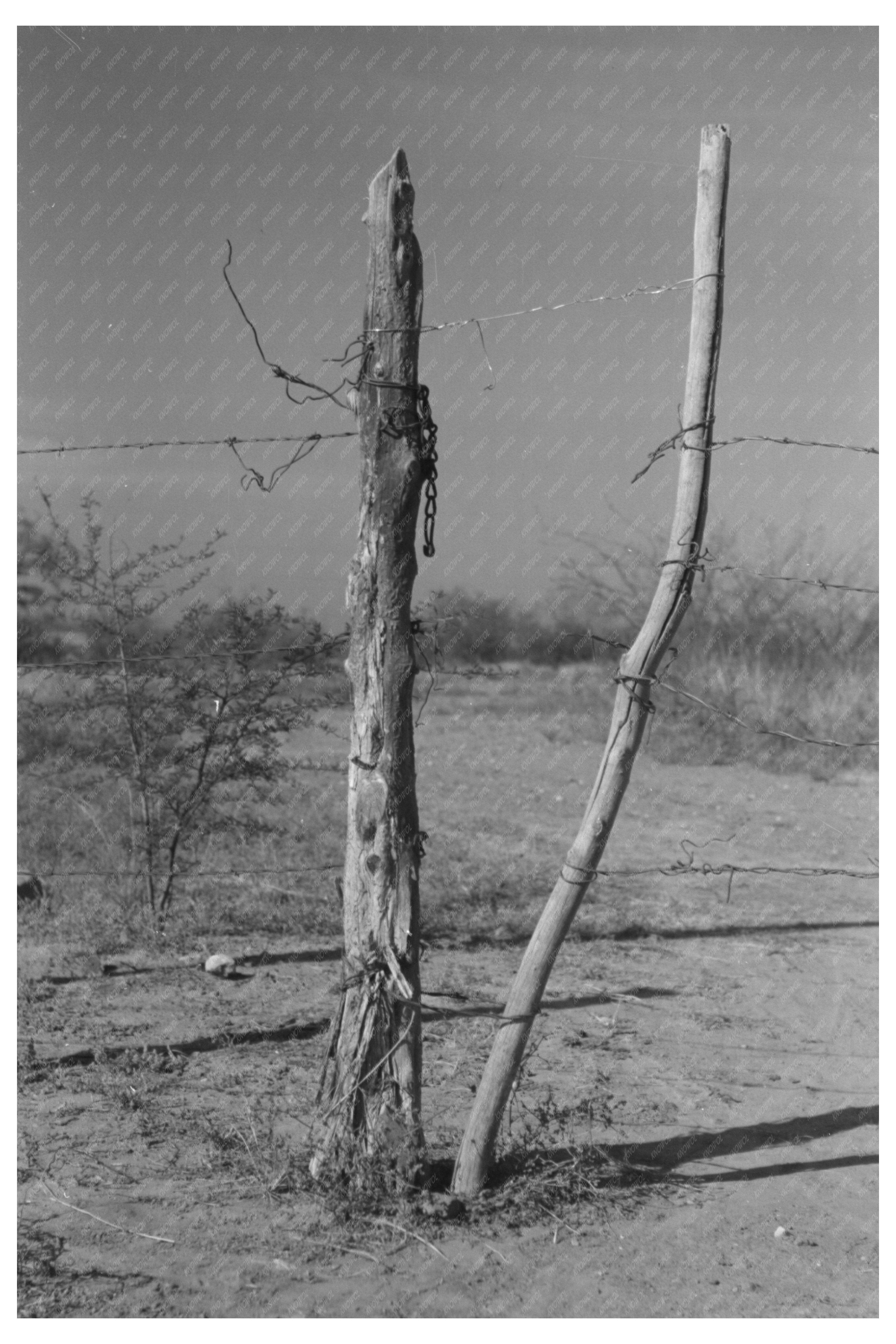 Fence and Gate in Laredo Texas January 1940