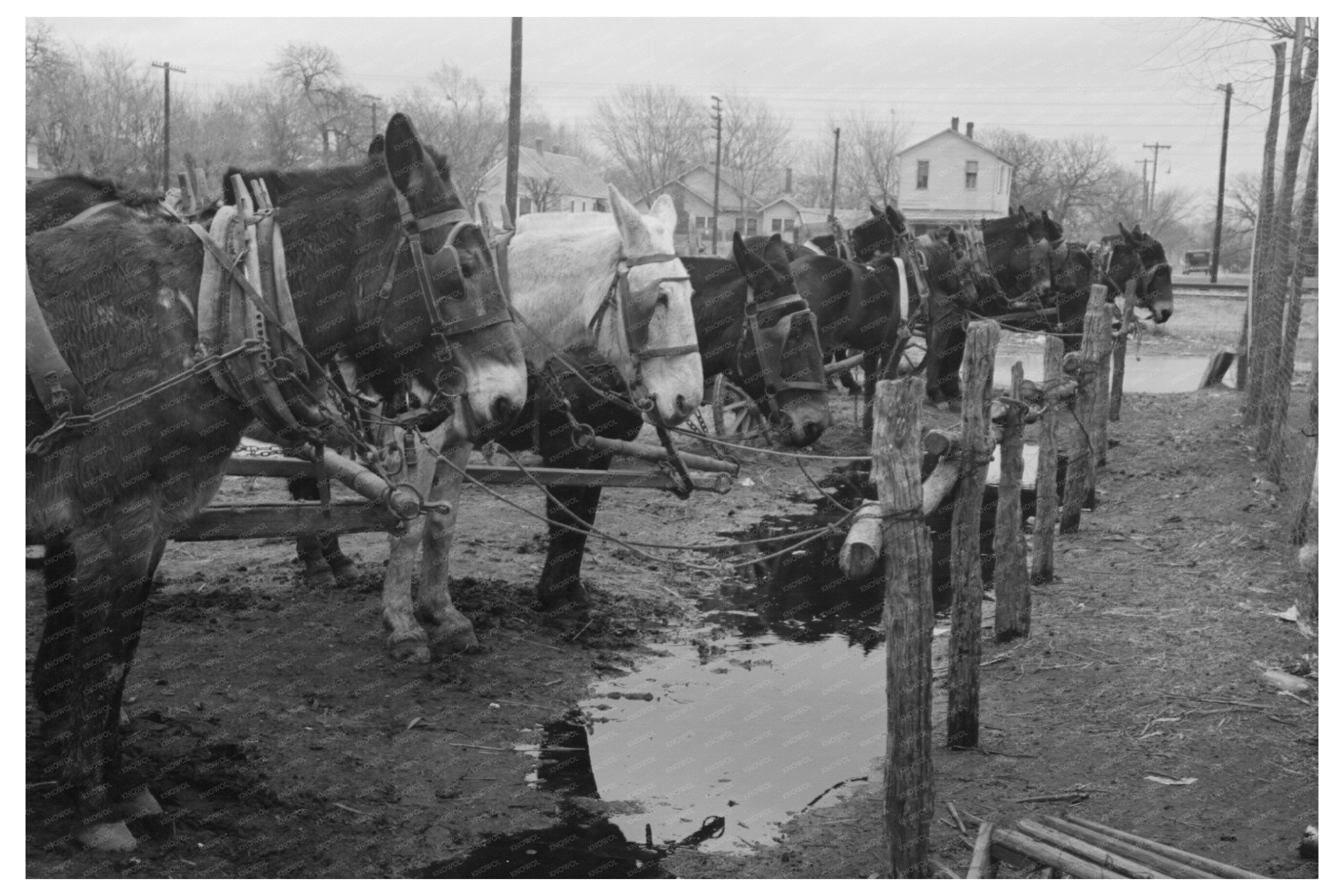 Mules at Hitching Posts Eufaula Oklahoma February 1940