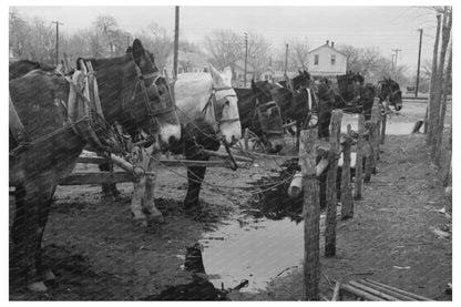 Mules at Hitching Posts Eufaula Oklahoma February 1940