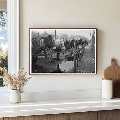 Mules at Hitching Posts Eufaula Oklahoma February 1940