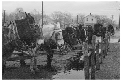 Mules Tied at Hitching Posts in Eufaula Oklahoma 1940