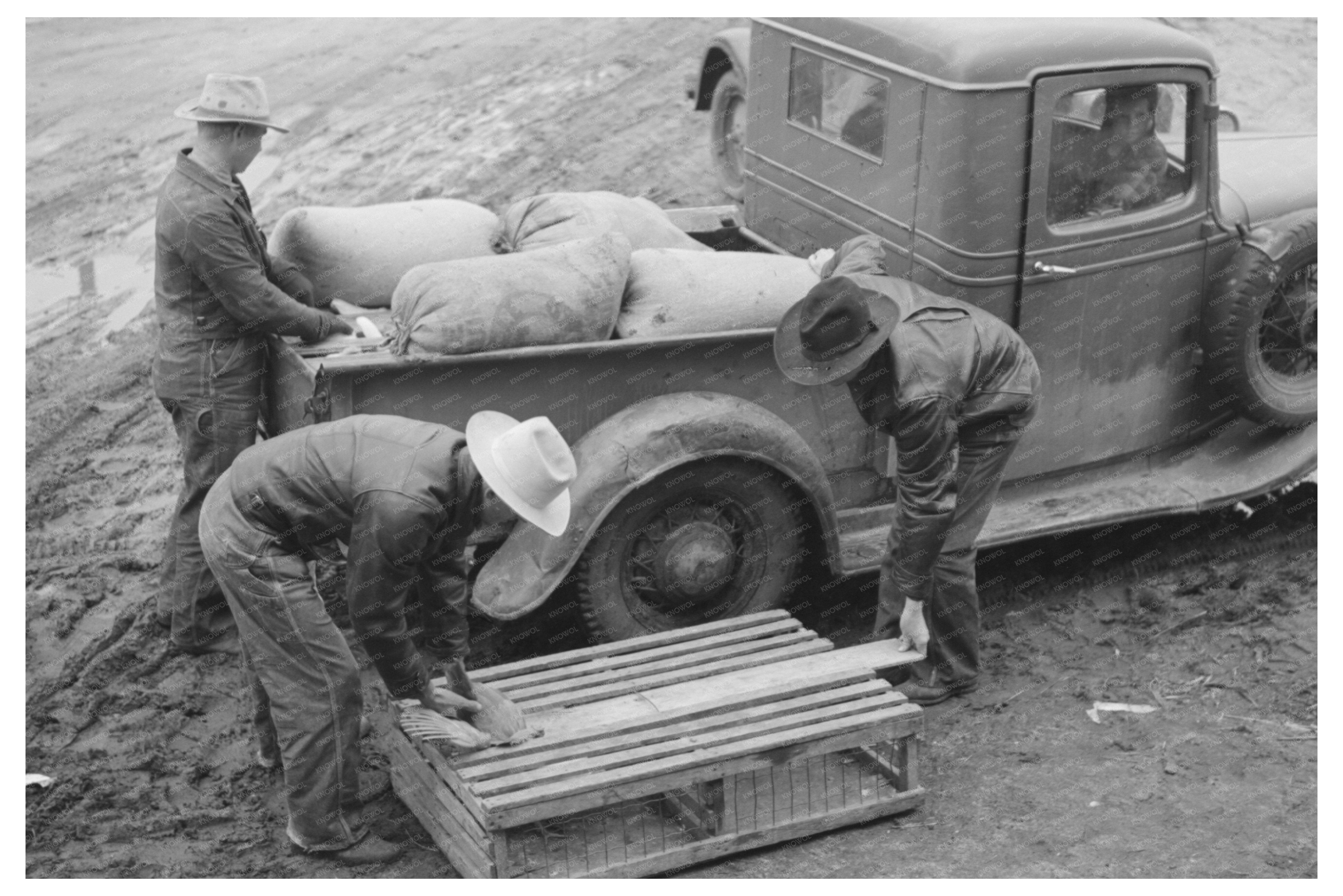 Unloading Chickens at Poultry House Eufaula Oklahoma 1940