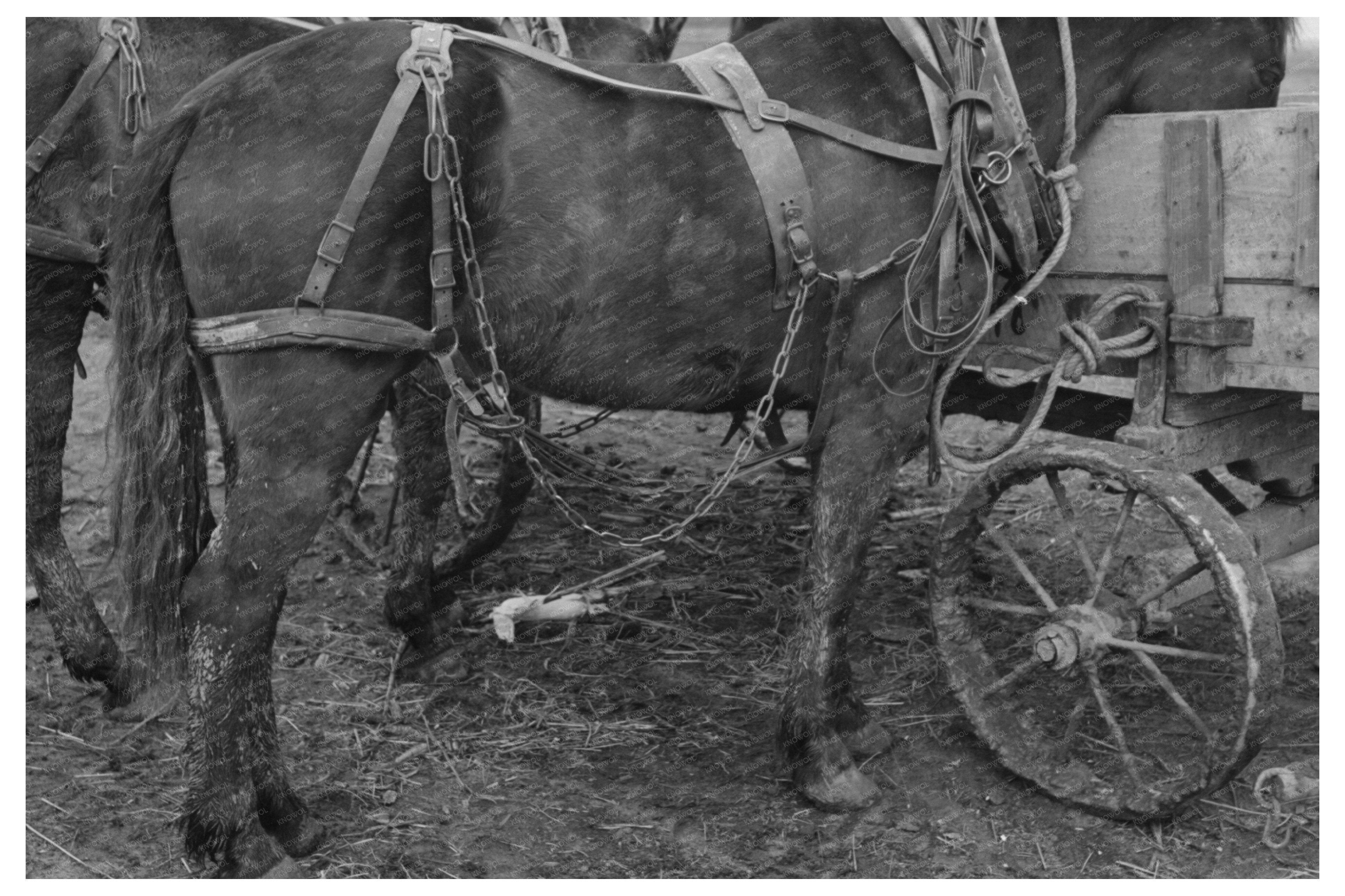 Vintage Mule and Wagon in Eufaula Oklahoma 1940