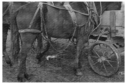 Vintage Mule and Wagon in Eufaula Oklahoma 1940