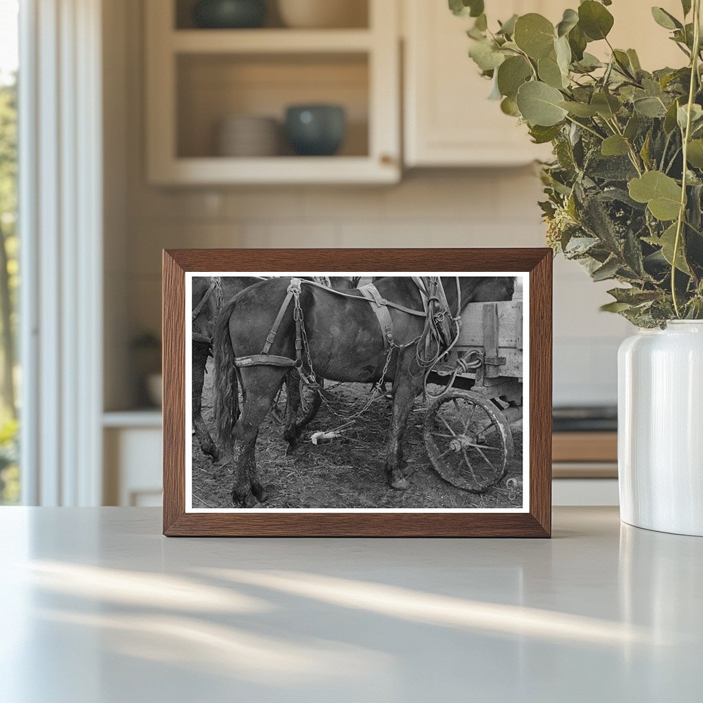 Vintage Mule and Wagon in Eufaula Oklahoma 1940