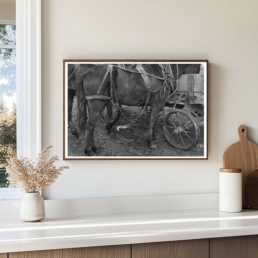 Vintage Mule and Wagon in Eufaula Oklahoma 1940