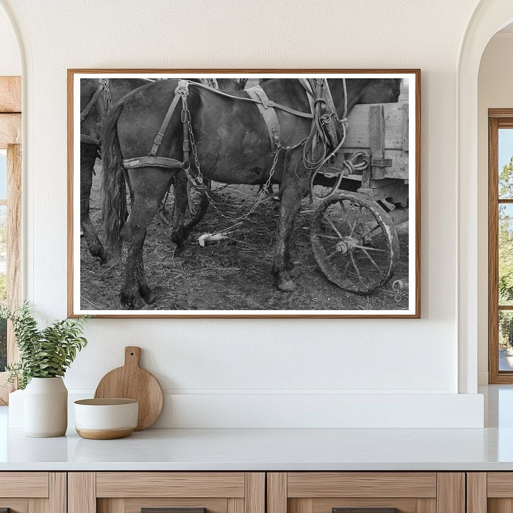 Vintage Mule and Wagon in Eufaula Oklahoma 1940