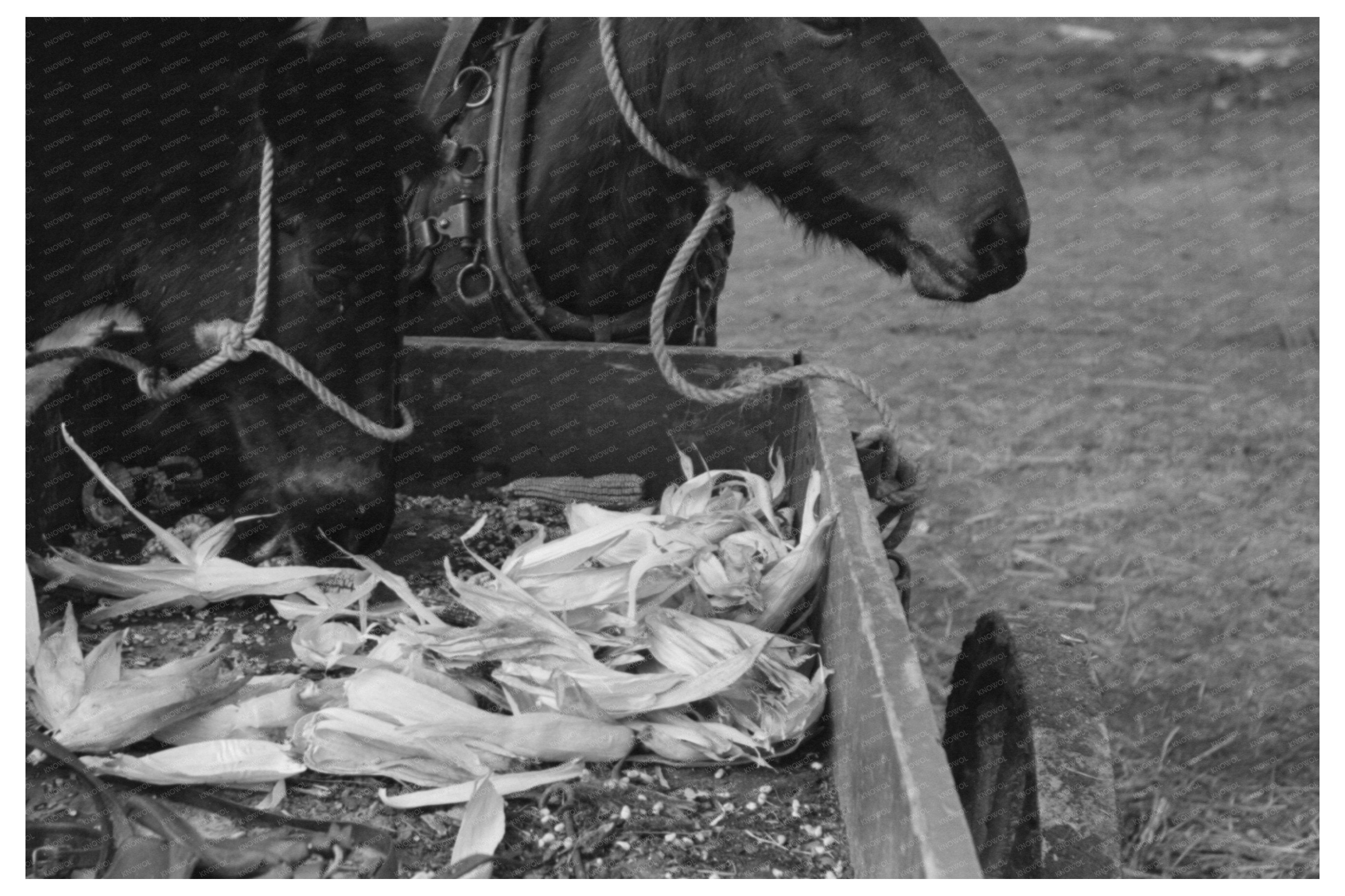 Mules Hitched to Wagon in Eufaula Oklahoma February 1940