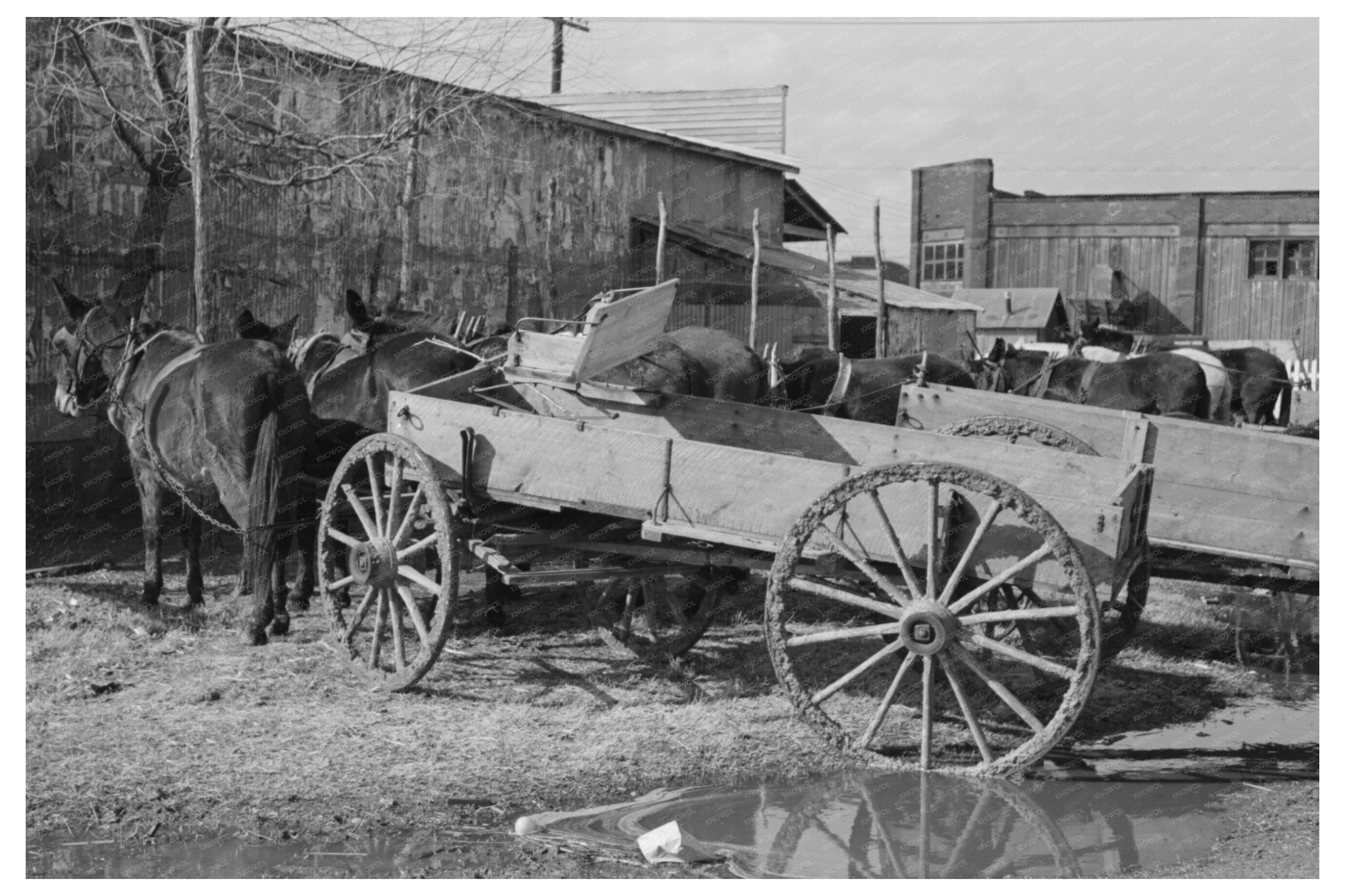 Vintage 1940 Eufaula Oklahoma Wagons and Mules Lineup