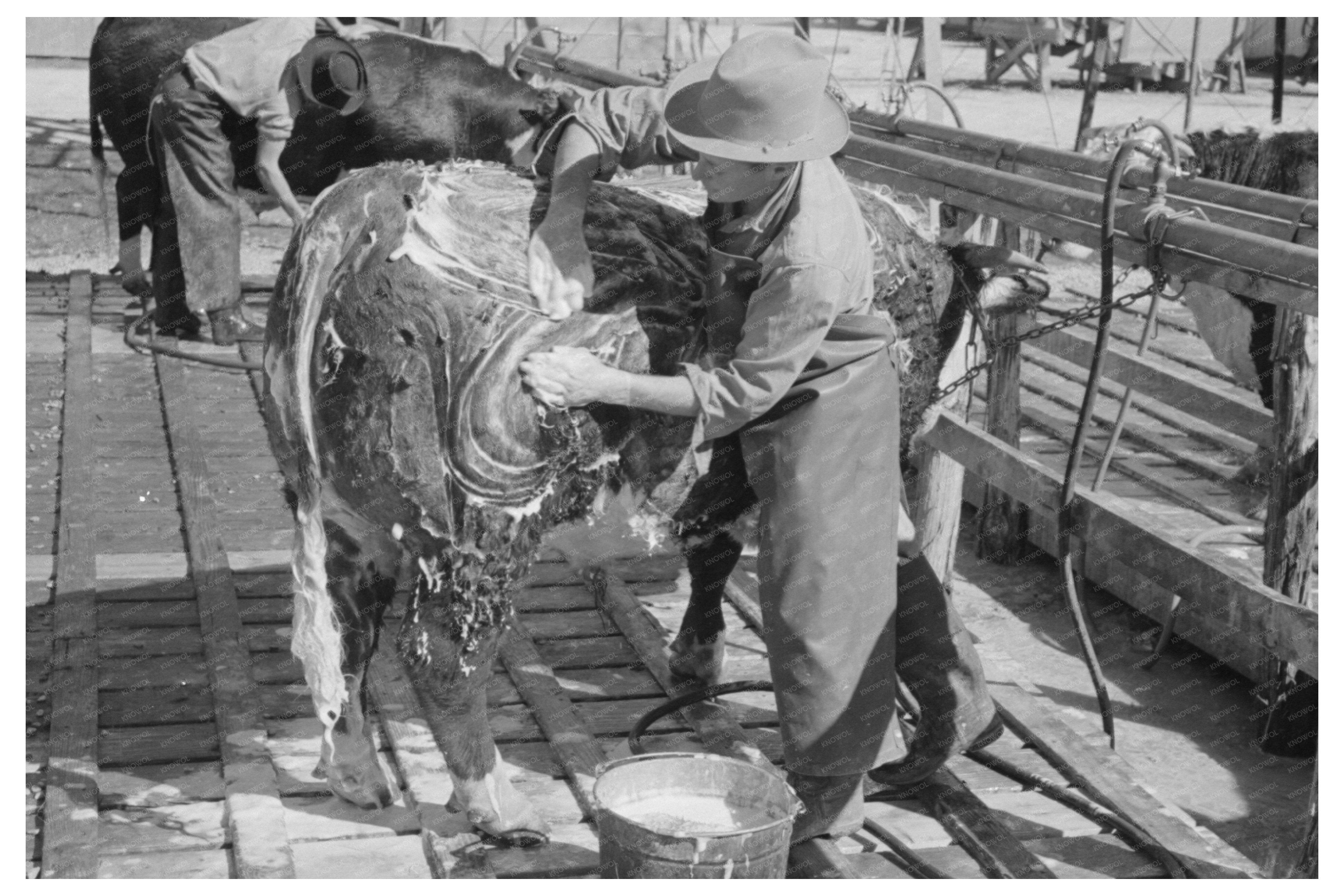 Cowboy Washing Hereford Steer March 1940 San Angelo Texas