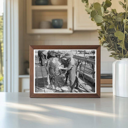 Cowboy Washing Hereford Steer March 1940 San Angelo Texas