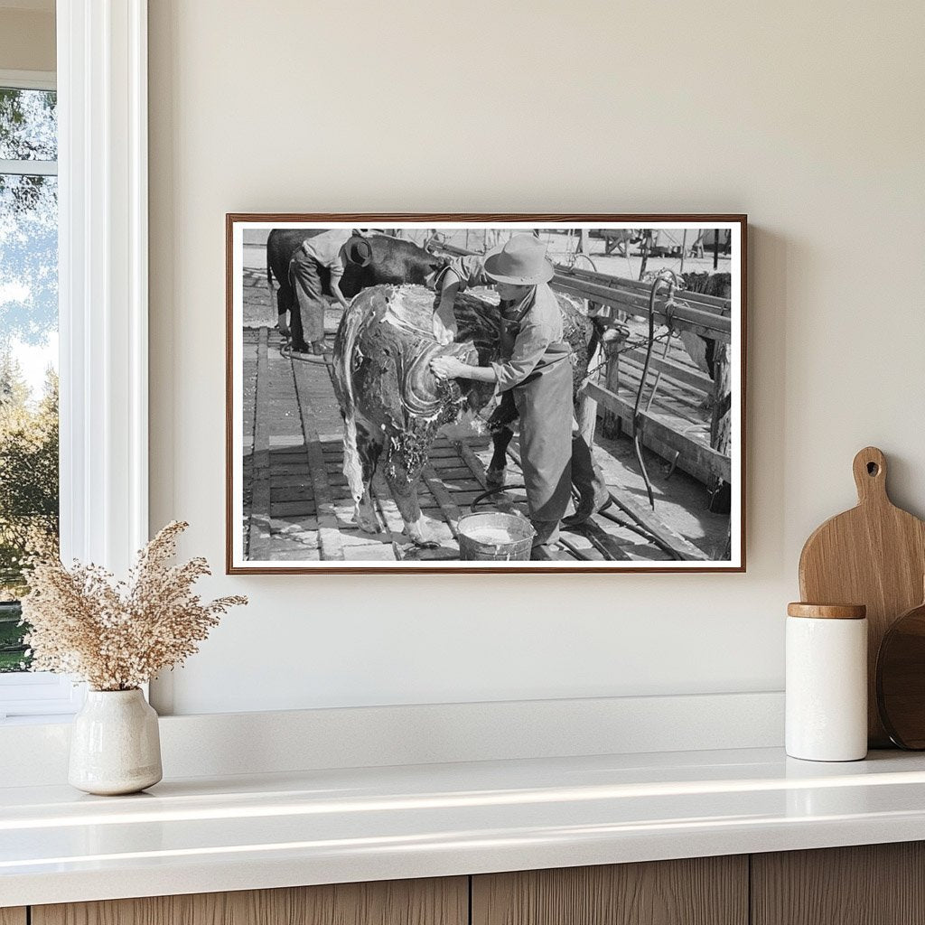 Cowboy Washing Hereford Steer March 1940 San Angelo Texas