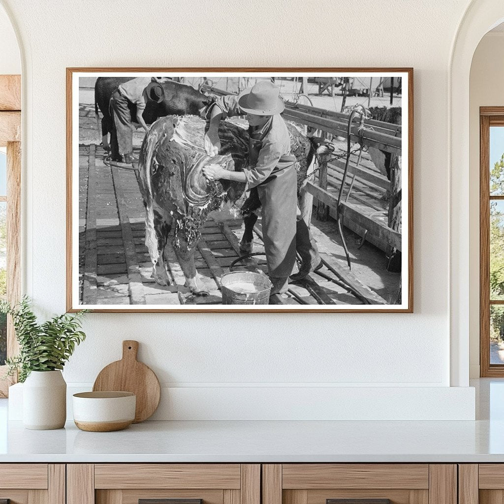 Cowboy Washing Hereford Steer March 1940 San Angelo Texas