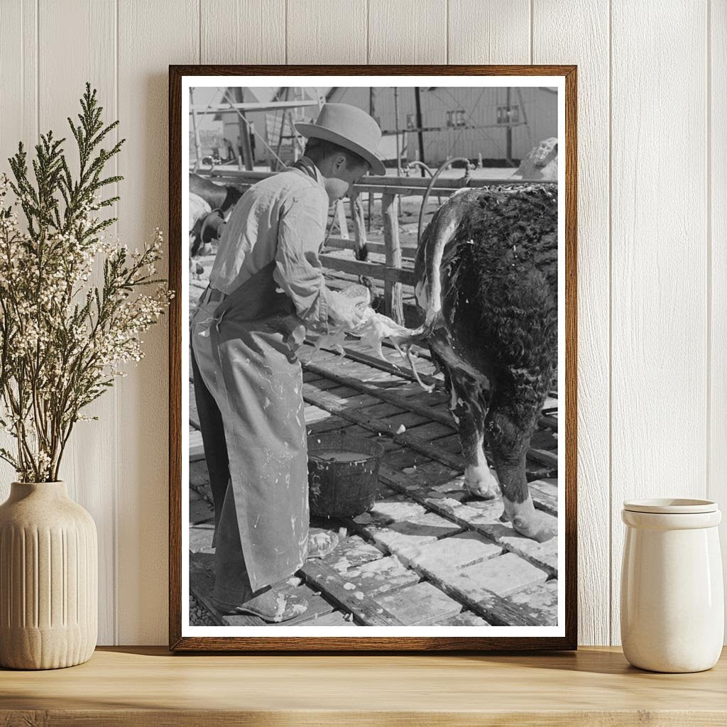 Rancher Washing Hereford Steer San Angelo 1940