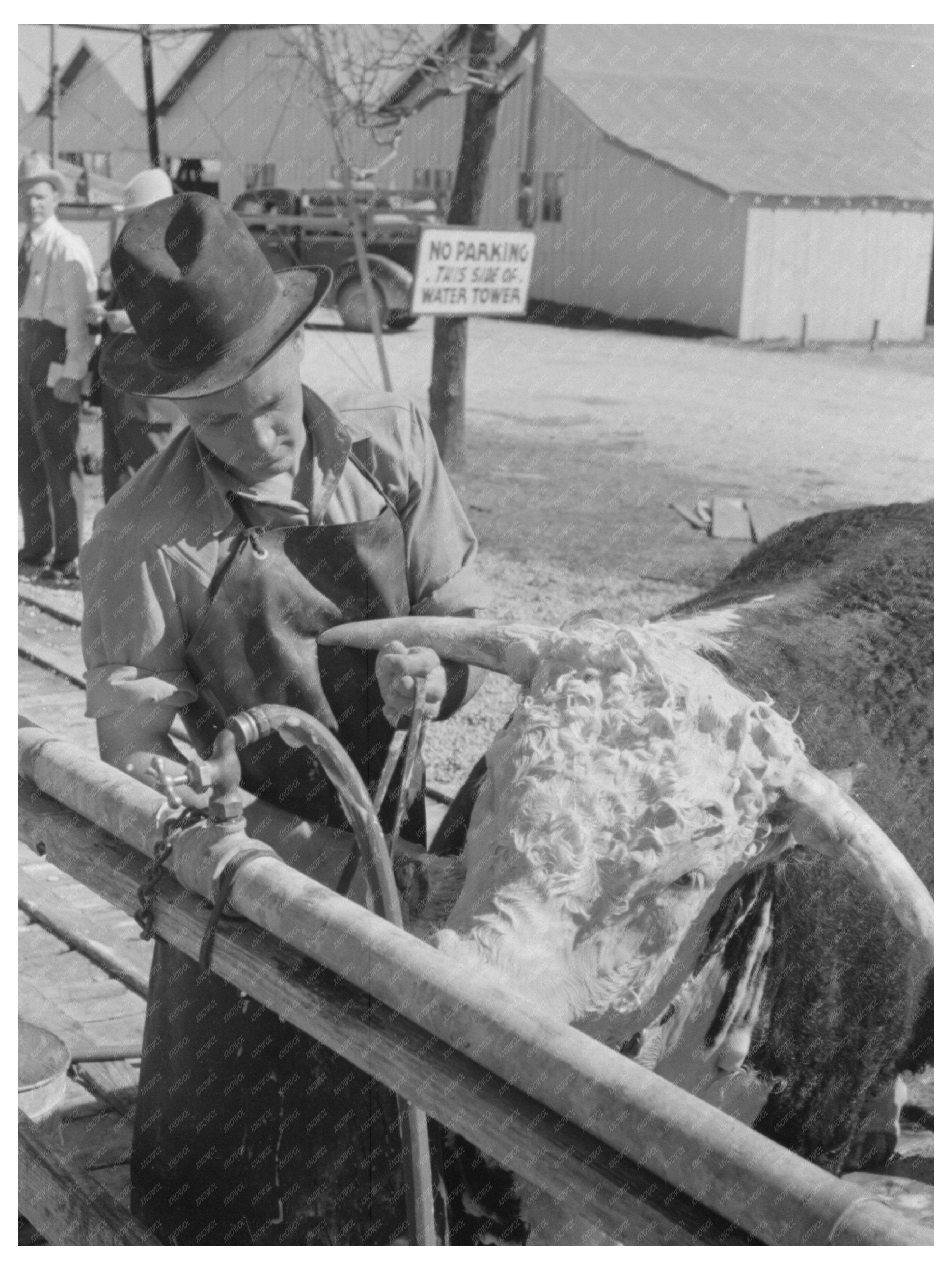 Cowboy Washing Hereford Steer San Angelo Texas 1944