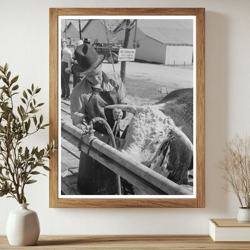 Cowboy Washing Hereford Steer San Angelo Texas 1944