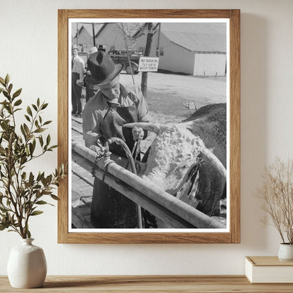 Cowboy Washing Hereford Steer San Angelo Texas 1944