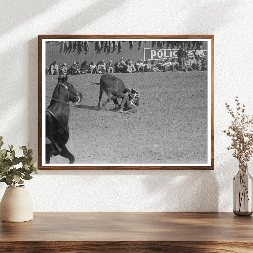 Rodeo Bulldogging a Calf at San Angelo Fat Stock Show 1940