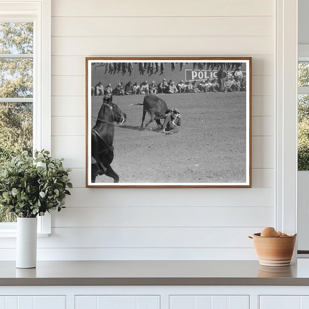 Rodeo Bulldogging a Calf at San Angelo Fat Stock Show 1940