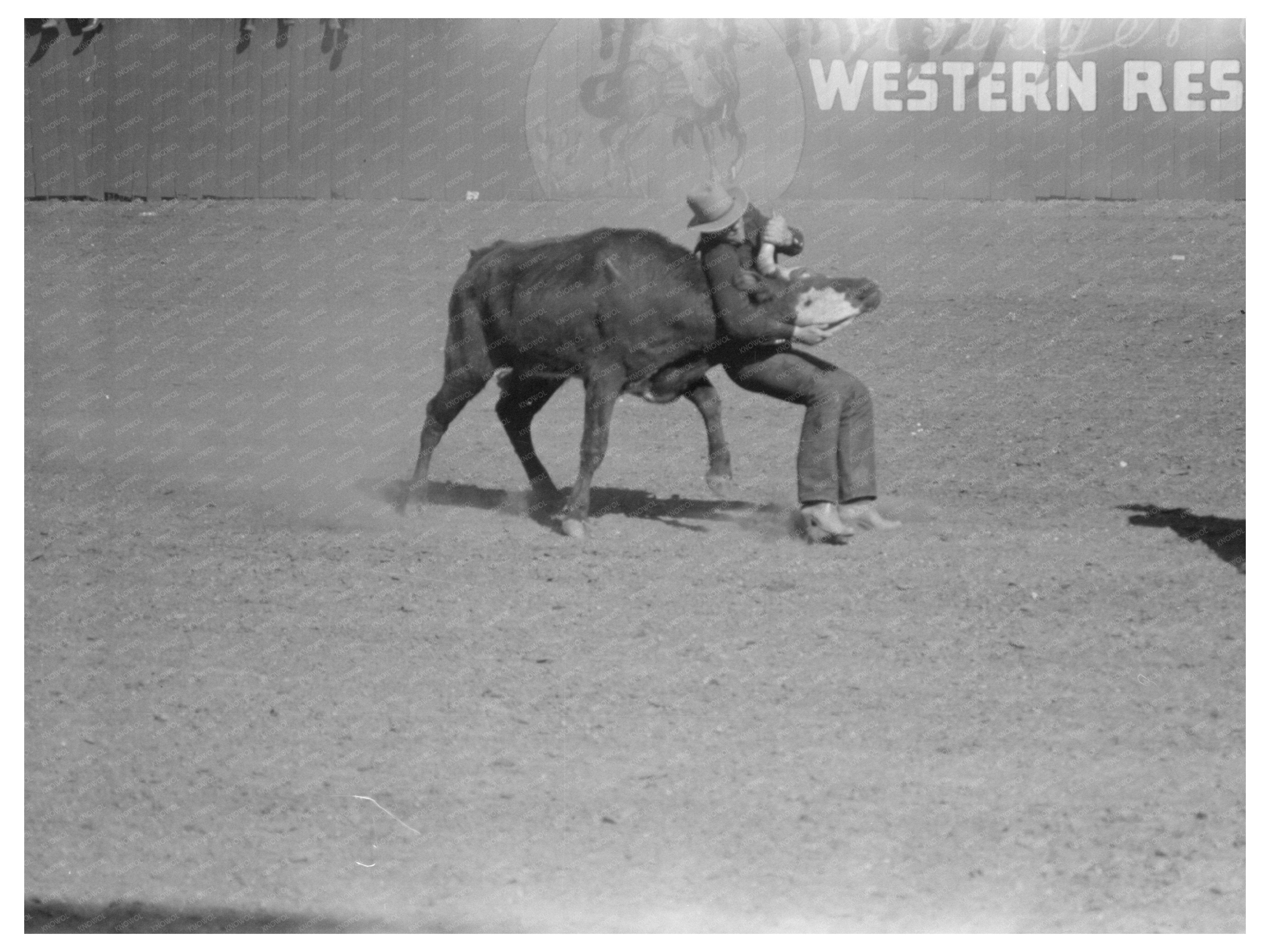 Rodeo Bulldogging Calf San Angelo Texas March 1940