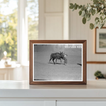 Rodeo Bulldogging Calf San Angelo Texas March 1940