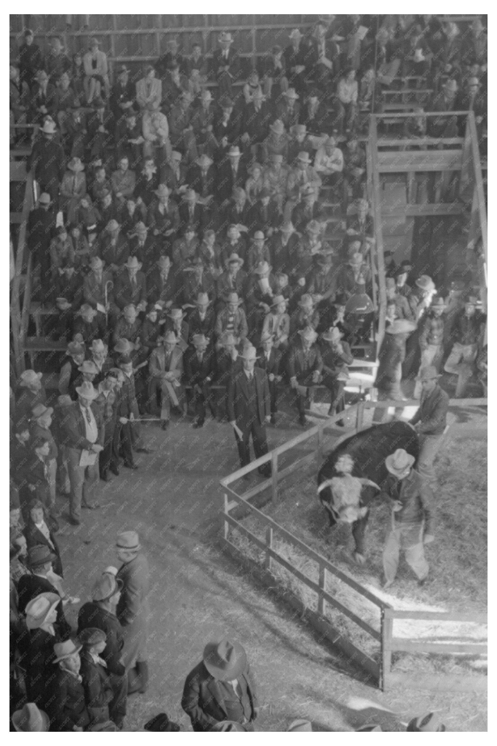 Grand Champion Bull Auction San Angelo Fat Stock Show 1940