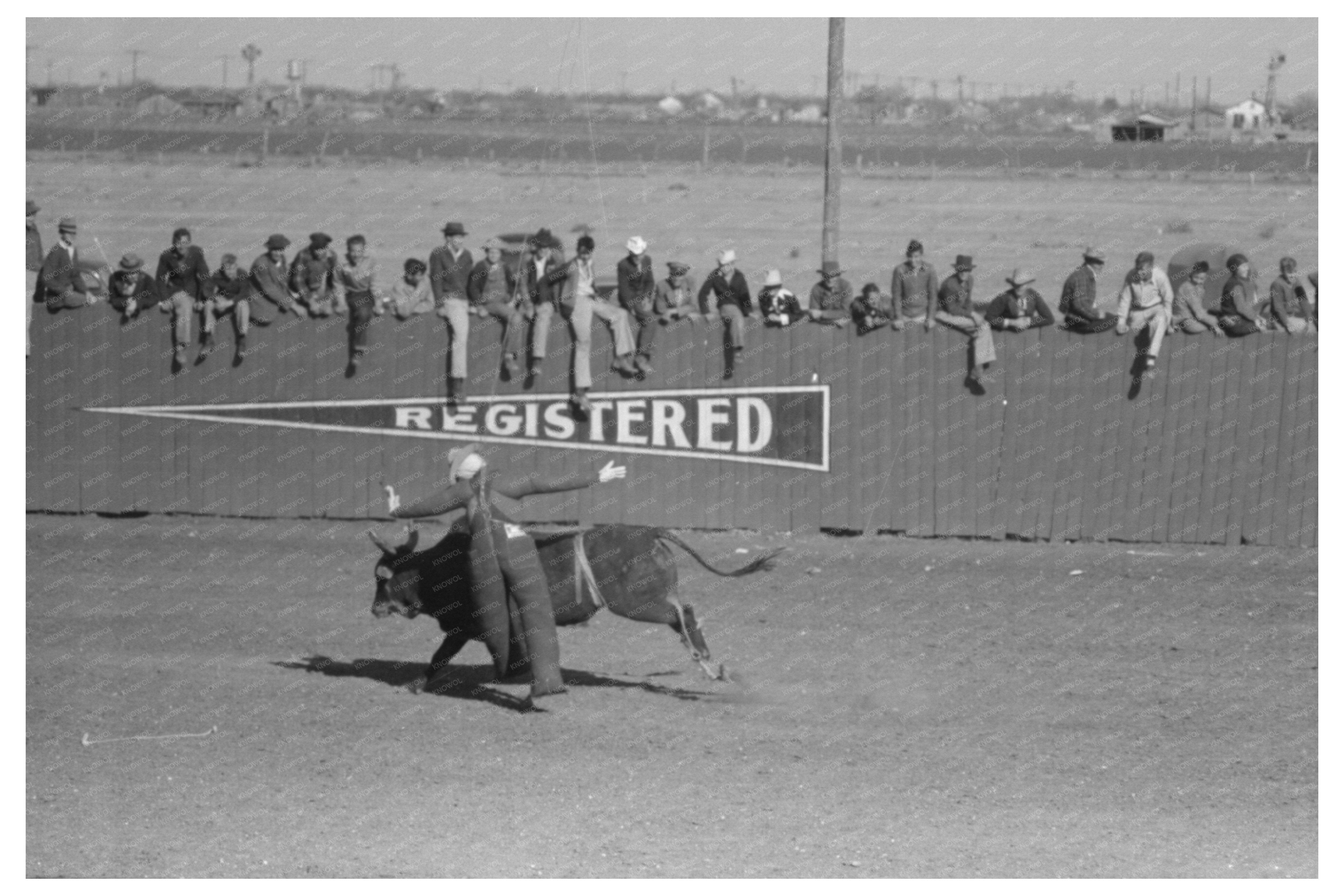 Cowboy Bucked Off Horse at San Angelo Rodeo 1940