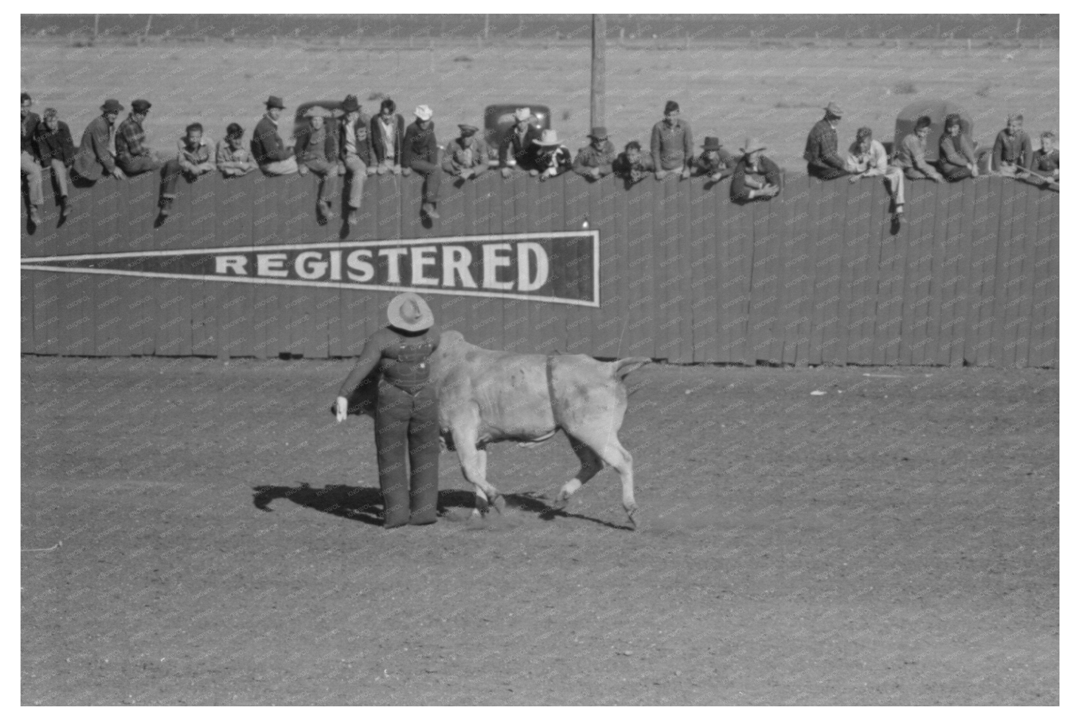 Cowboy Thrown from Bucking Horse San Angelo Rodeo 1940