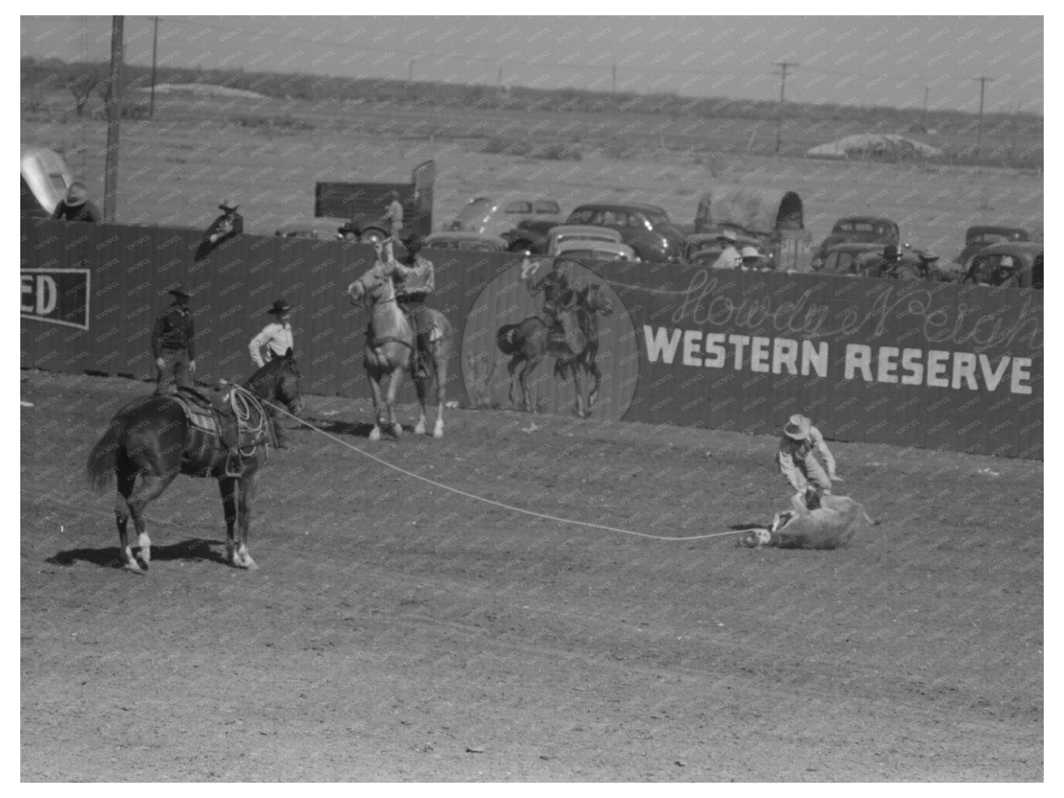 Cowboy Roping Calf at San Angelo Rodeo March 1940