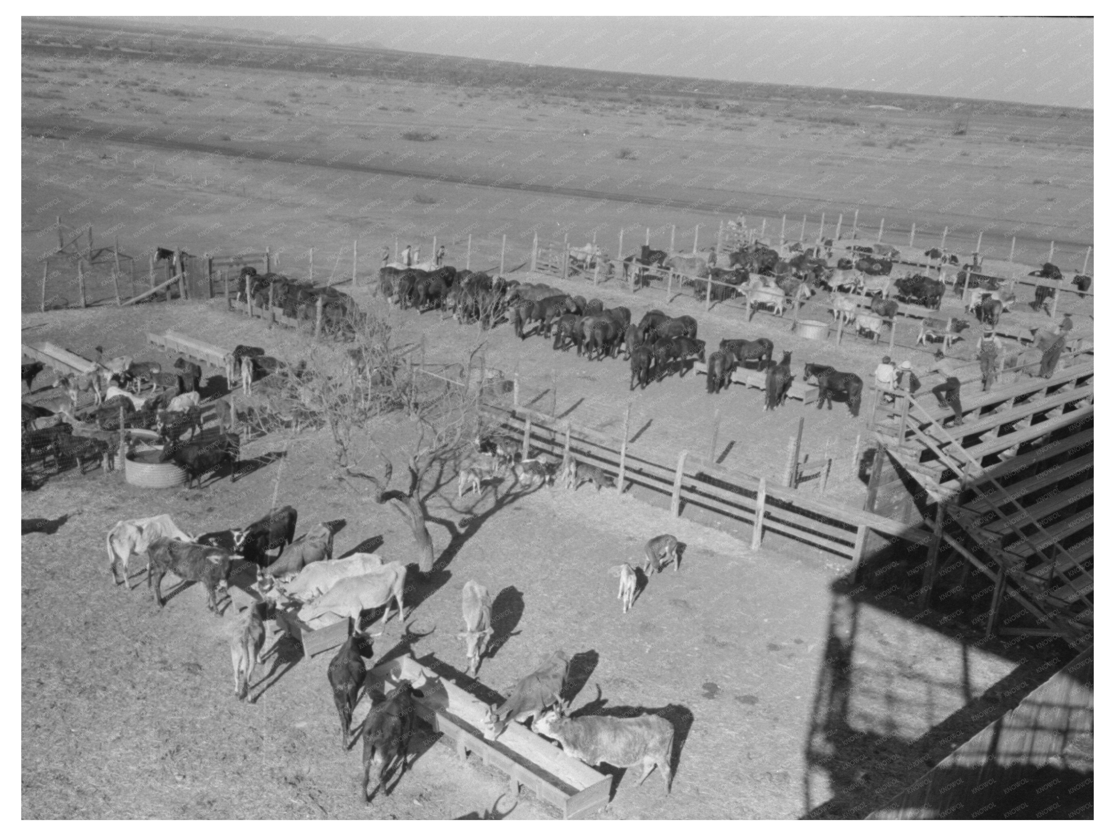 Hereford Cattle Grooming March 1940 San Angelo Texas