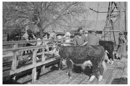 Hereford Cattle Grooming at San Angelo Stock Show 1944