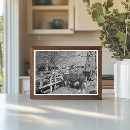 Hereford Cattle Grooming at San Angelo Stock Show 1944