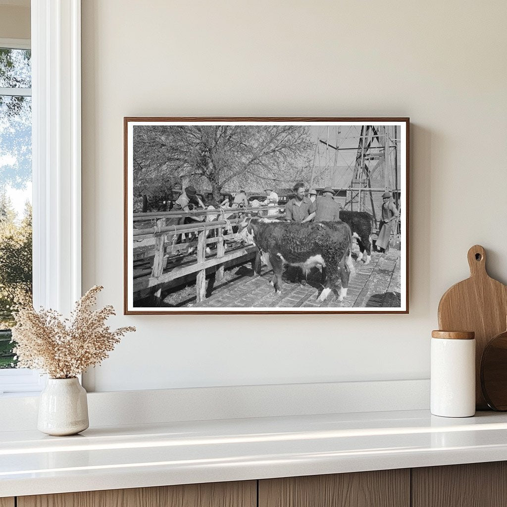 Hereford Cattle Grooming at San Angelo Stock Show 1944