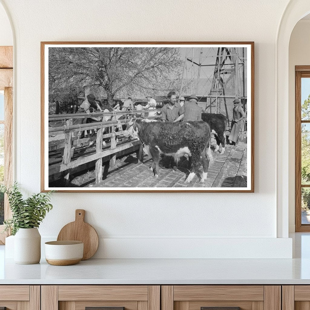 Hereford Cattle Grooming at San Angelo Stock Show 1944