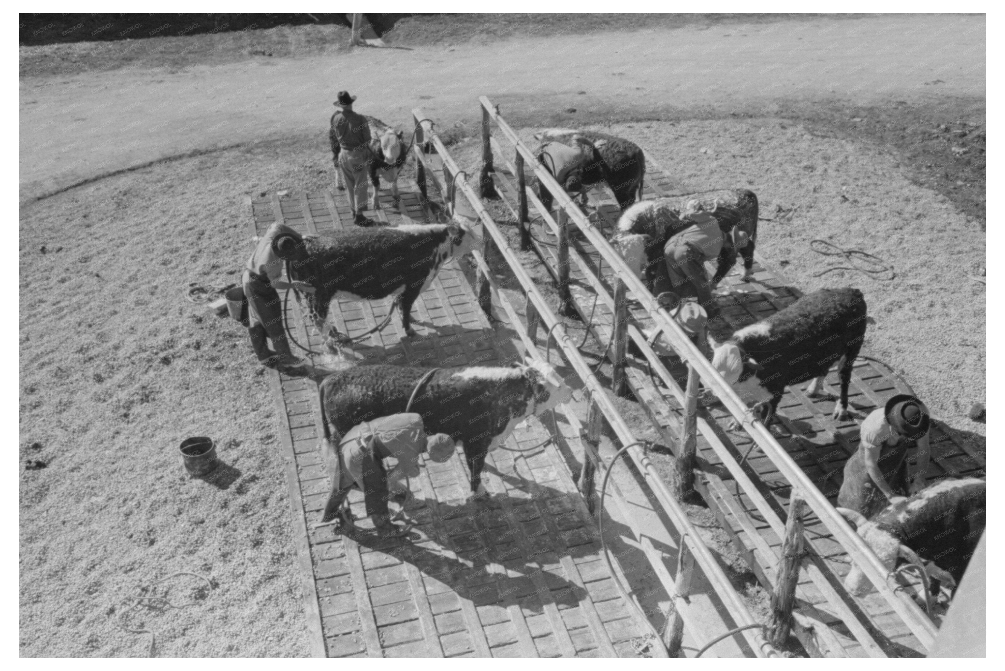 Washing Hereford Cattle at San Angelo Fat Stock Show 1944