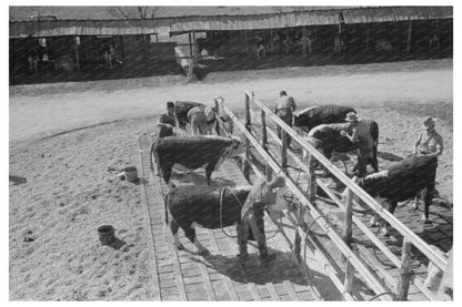 Washing Hereford Cattle at San Angelo Stock Show 1940