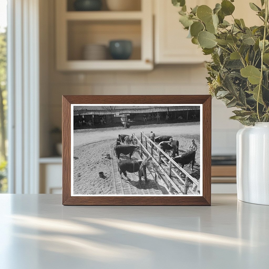 Washing Hereford Cattle at San Angelo Stock Show 1940