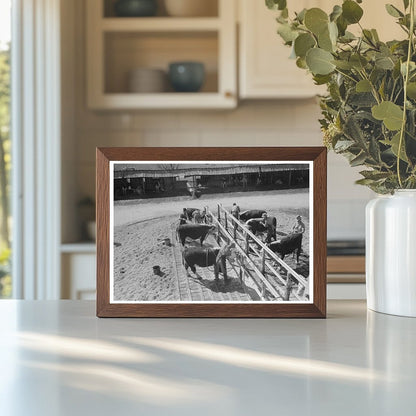 Washing Hereford Cattle at San Angelo Stock Show 1940