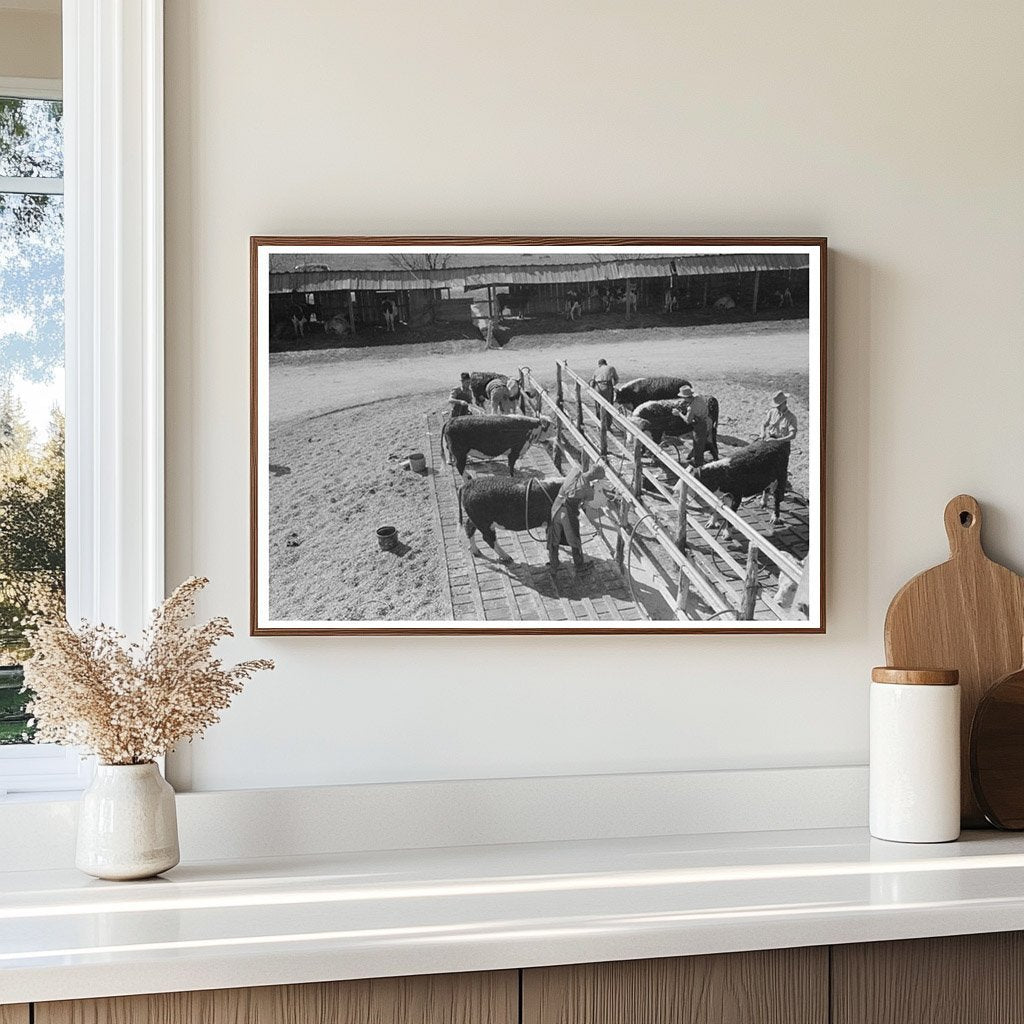 Washing Hereford Cattle at San Angelo Stock Show 1940