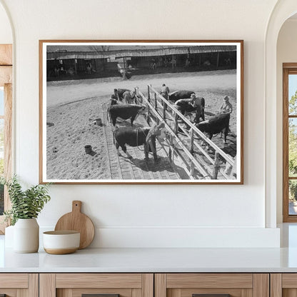 Washing Hereford Cattle at San Angelo Stock Show 1940