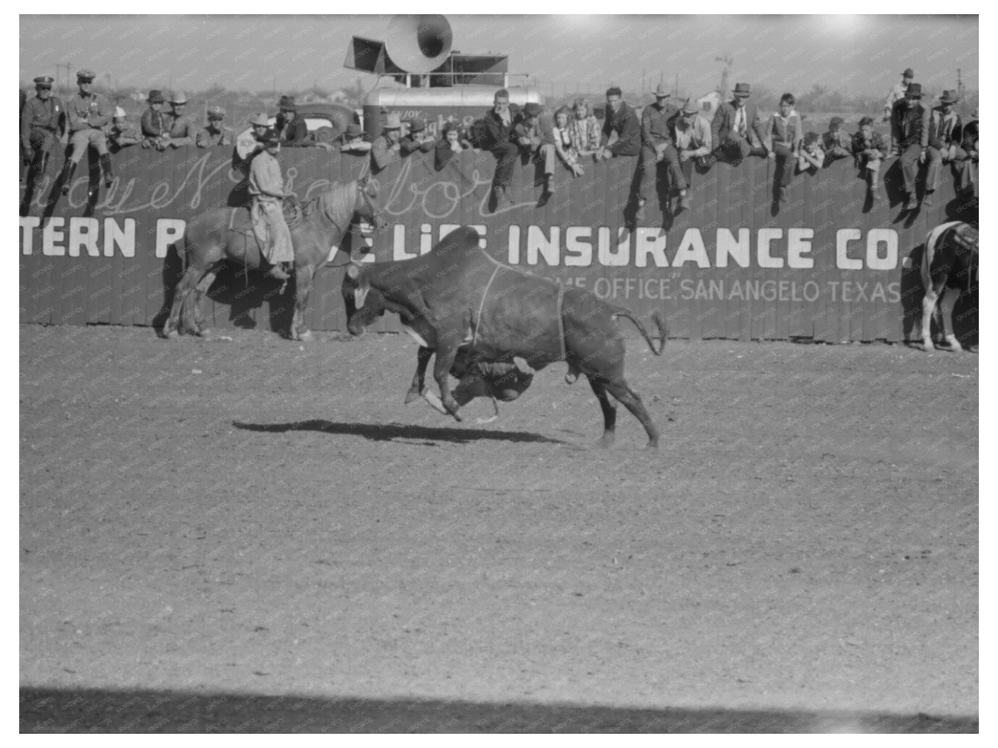 Rodeo Performer Riding Brahma Bull San Angelo Texas 1940