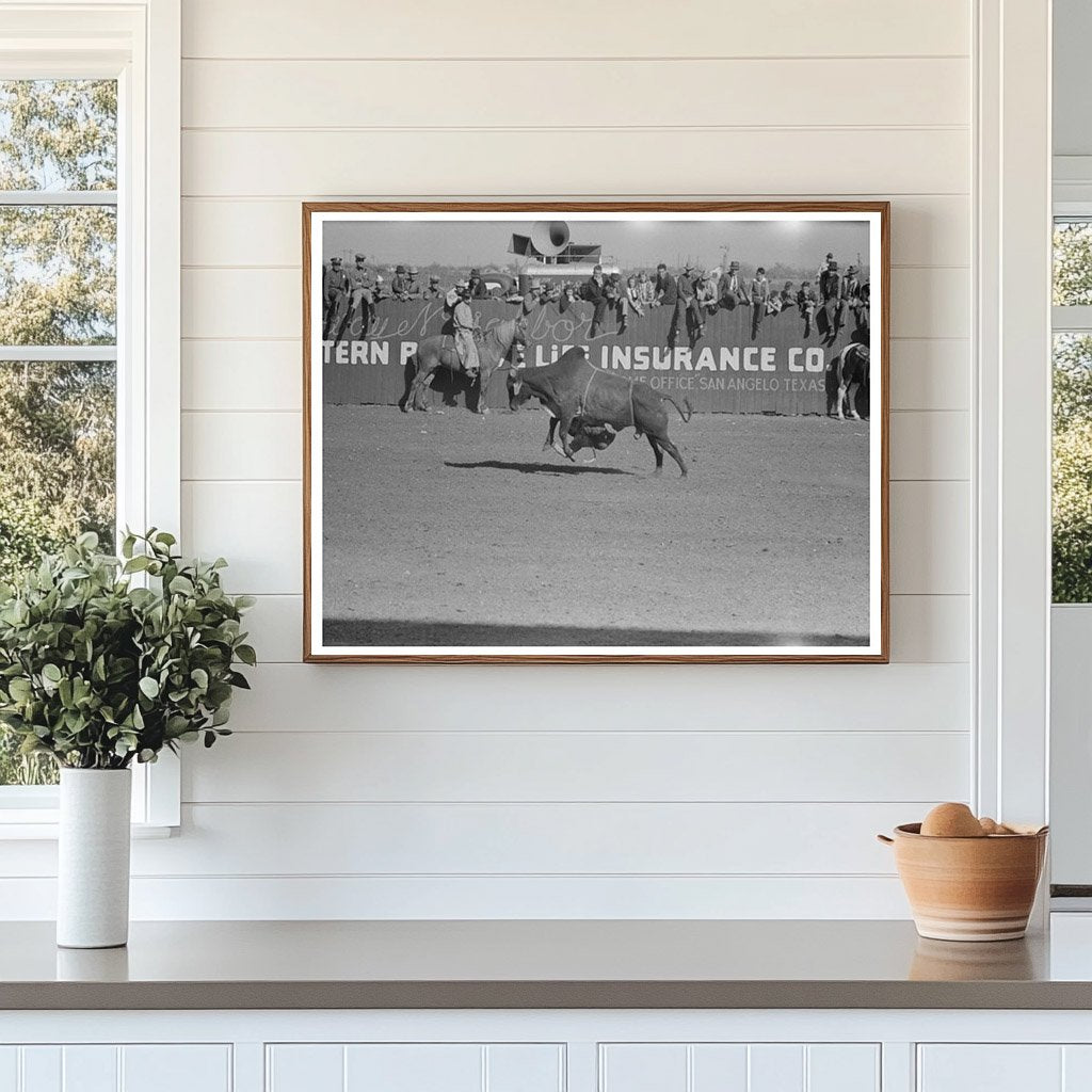 Rodeo Performer Riding Brahma Bull San Angelo Texas 1940