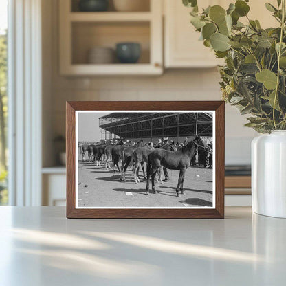 West Texan Horse Show at San Angelo Stock Show 1940