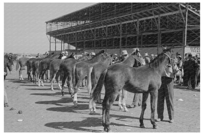 Horses Judged at San Angelo Fat Stock Show 1940