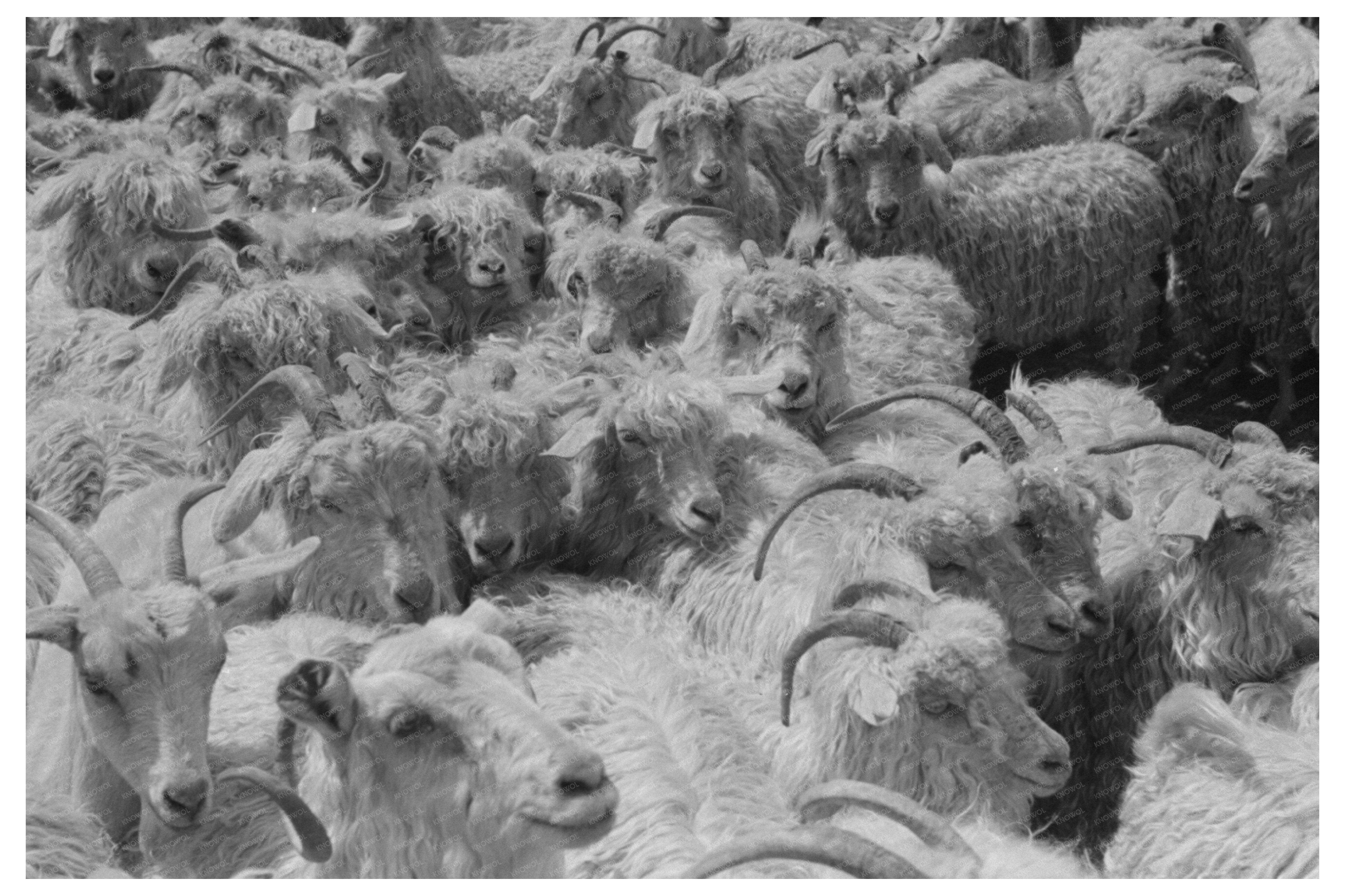 Goats on Kimble County Ranch March 1940