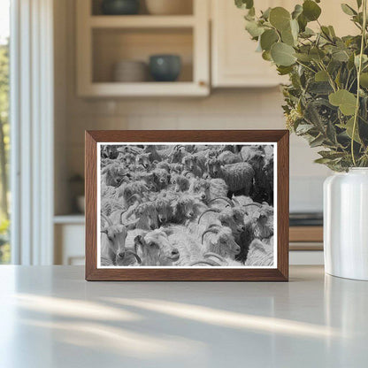 Goats on Kimble County Ranch March 1940