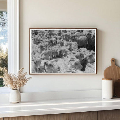 Goats on Kimble County Ranch March 1940