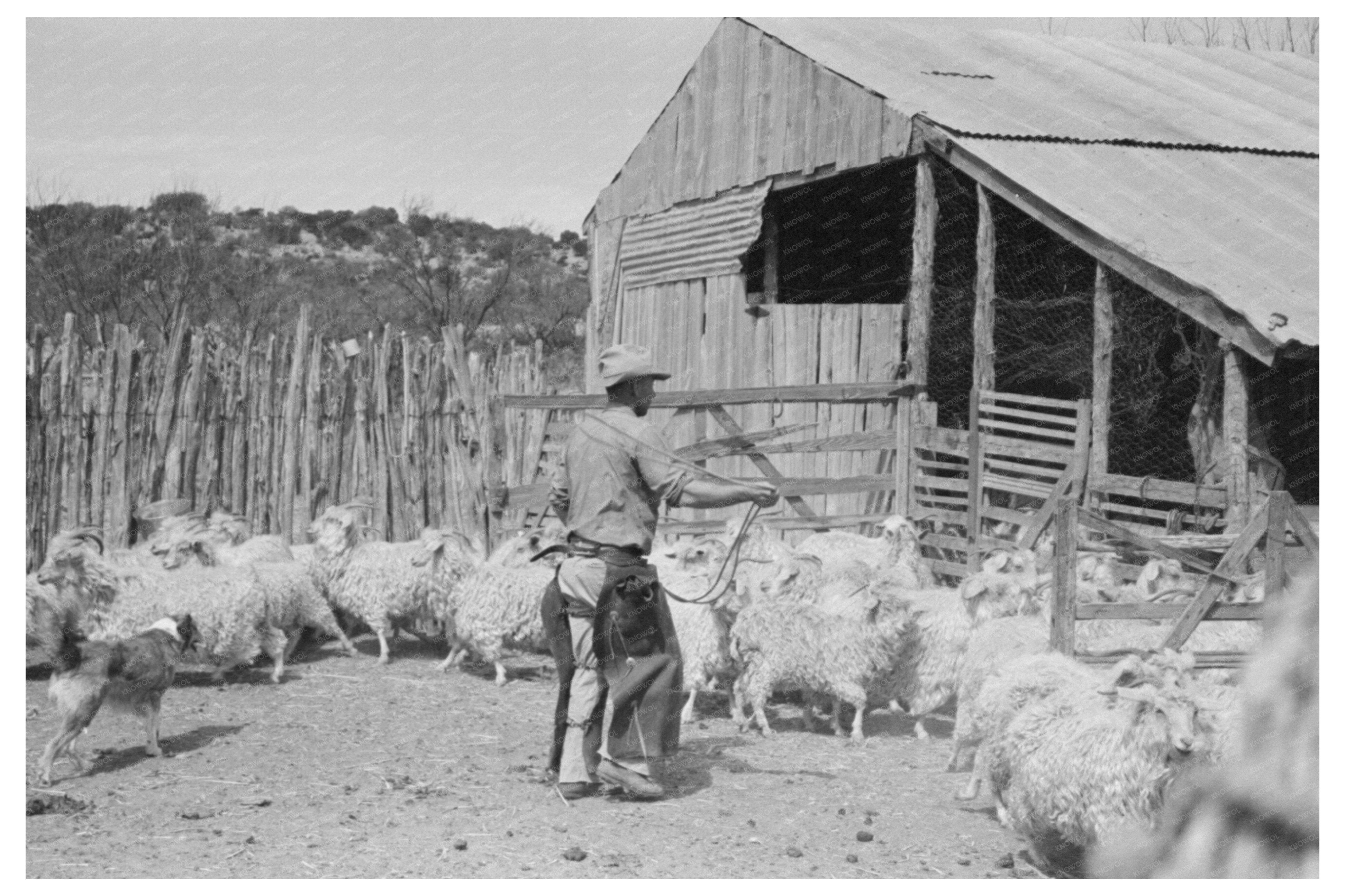 Herding Goats in Kimble County Texas March 1940